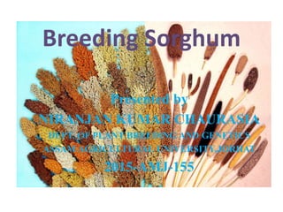 Breeding Sorghum
Presented by
NIRANJAN KUMAR CHAURASIA
DEPT. OF PLANT BREEDING AND GENETICS
ASSAM AGRICULTURAL UNIVERSITY,JORHAT
2015-AMJ-155
 