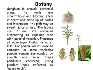 Botany
• Sorghum is annual/ perennial
grass, the roots are
adventitious and fibrous, stem
is erect and made up of nodes
and internodes, the pith may be
sweet, juicy or dry. The leaves
are 7 and 28 arranged
alternating to opposite side
with parallel venation. Presence
of waxy layer limits the water
loss. The panicle varies loose to
compact, in some varieties
panicle remain surrounded by
sheath and some times
penduncle recurred, giving
pendent head referred as
“goose neck”.
 