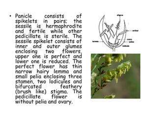 • Panicle consists of
spikelets in pairs; the
sessile is hermaphrodite
and fertile while other
pedicillate is sterile. The
sessile spikelet consists of
inner and outer glumes
enclosing two flowers,
upper one is perfect and
lower one is reduced. The
perfect flower has thin
narrow hairy lemma and
small pelia enclosing three
stamen, two lodicules and
bifurcated feathery
(brush like) stigma. The
pedicillate flower is
without pelia and ovary.
 