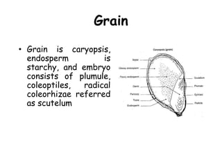Grain
• Grain is caryopsis,
endosperm is
starchy, and embryo
consists of plumule,
coleoptiles, radical
coleorhizae referred
as scutelum
 