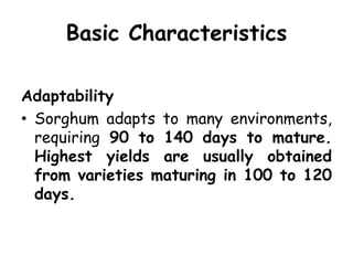 Basic Characteristics
Adaptability
• Sorghum adapts to many environments,
requiring 90 to 140 days to mature.
Highest yields are usually obtained
from varieties maturing in 100 to 120
days.
 
