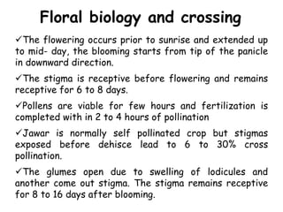 Floral biology and crossing
The flowering occurs prior to sunrise and extended up
to mid- day, the blooming starts from tip of the panicle
in downward direction.
The stigma is receptive before flowering and remains
receptive for 6 to 8 days.
Pollens are viable for few hours and fertilization is
completed with in 2 to 4 hours of pollination
Jawar is normally self pollinated crop but stigmas
exposed before dehisce lead to 6 to 30% cross
pollination.
The glumes open due to swelling of lodicules and
another come out stigma. The stigma remains receptive
for 8 to 16 days after blooming.
 