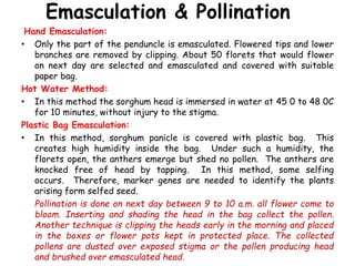 Emasculation & Pollination
Hand Emasculation:
• Only the part of the penduncle is emasculated. Flowered tips and lower
branches are removed by clipping. About 50 florets that would flower
on next day are selected and emasculated and covered with suitable
paper bag.
Hot Water Method:
• In this method the sorghum head is immersed in water at 45 0 to 48 0C
for 10 minutes, without injury to the stigma.
Plastic Bag Emasculation:
• In this method, sorghum panicle is covered with plastic bag. This
creates high humidity inside the bag. Under such a humidity, the
florets open, the anthers emerge but shed no pollen. The anthers are
knocked free of head by tapping. In this method, some selfing
occurs. Therefore, marker genes are needed to identify the plants
arising form selfed seed.
Pollination is done on next day between 9 to 10 a.m. all flower come to
bloom. Inserting and shading the head in the bag collect the pollen.
Another technique is clipping the heads early in the morning and placed
in the boxes or flower pots kept in protected place. The collected
pollens are dusted over exposed stigma or the pollen producing head
and brushed over emasculated head.
 