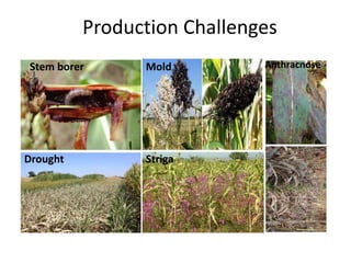 Production Challenges
Stem borer Mold
Drought Striga
Anthracnose
 