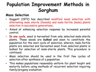 Population Improvement Methods in
Sorghum
Mass Selection
• Doggett (1972) has described modified mass selection with
alternating male sterile (female) and male-fertile (male) plants
selection in successive generations,
• Aimed at enhancing selection response by increased parental
control.
• In one cycle, seed is harvested from only selected male-sterile
plants. These seeds are bulked and sown to constitute the
population for the next cycle of selection, wherein, male-fertile
plants are selected and harvested seed from selected plants is
bulked for selection of male-sterile plants. This procedure is
continued.
• Mass selection should be used in the first few cycles of
selection after synthesis of a population.
• This makes populations reasonably uniform for plant height and
maturity before using methods of recurrent selection requiring
family/progeny evaluation.
 