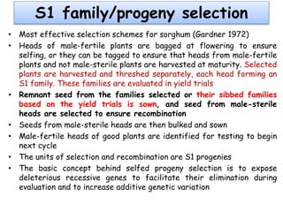 S1 family/progeny selection
• Most effective selection schemes for sorghum (Gardner 1972)
• Heads of male-fertile plants are bagged at flowering to ensure
selfing, or they can be tagged to ensure that heads from male-fertile
plants and not male-sterile plants are harvested at maturity. Selected
plants are harvested and threshed separately, each head forming an
S1 family. These families are evaluated in yield trials
• Remnant seed from the families selected or their sibbed families
based on the yield trials is sown, and seed from male-sterile
heads are selected to ensure recombination
• Seeds from male-sterile heads are then bulked and sown
• Male-fertile heads of good plants are identified for testing to begin
next cycle
• The units of selection and recombination are S1 progenies
• The basic concept behind selfed progeny selection is to expose
deleterious recessive genes to facilitate their elimination during
evaluation and to increase additive genetic variation
 