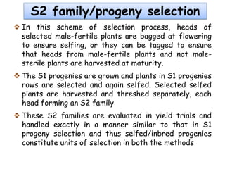 S2 family/progeny selection
 In this scheme of selection process, heads of
selected male-fertile plants are bagged at flowering
to ensure selfing, or they can be tagged to ensure
that heads from male-fertile plants and not male-
sterile plants are harvested at maturity.
 The S1 progenies are grown and plants in S1 progenies
rows are selected and again selfed. Selected selfed
plants are harvested and threshed separately, each
head forming an S2 family
 These S2 families are evaluated in yield trials and
handled exactly in a manner similar to that in S1
progeny selection and thus selfed/inbred progenies
constitute units of selection in both the methods
 