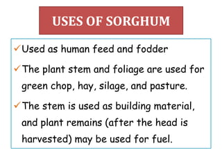 USES OF SORGHUM
Used as human feed and fodder
The plant stem and foliage are used for
green chop, hay, silage, and pasture.
The stem is used as building material,
and plant remains (after the head is
harvested) may be used for fuel.
 