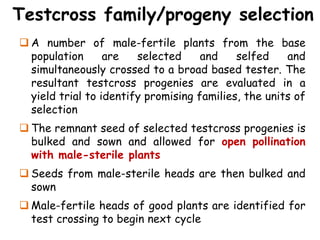 Testcross family/progeny selection
 A number of male-fertile plants from the base
population are selected and selfed and
simultaneously crossed to a broad based tester. The
resultant testcross progenies are evaluated in a
yield trial to identify promising families, the units of
selection
 The remnant seed of selected testcross progenies is
bulked and sown and allowed for open pollination
with male-sterile plants
 Seeds from male-sterile heads are then bulked and
sown
 Male-fertile heads of good plants are identified for
test crossing to begin next cycle
 