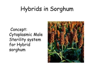 Hybrids in Sorghum
Concept:
Cytoplasmic Male
Sterility system
for Hybrid
sorghum
 