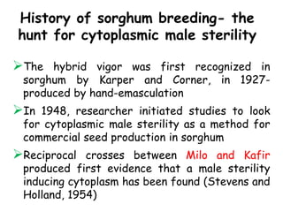 History of sorghum breeding- the
hunt for cytoplasmic male sterility
The hybrid vigor was first recognized in
sorghum by Karper and Corner, in 1927-
produced by hand-emasculation
In 1948, researcher initiated studies to look
for cytoplasmic male sterility as a method for
commercial seed production in sorghum
Reciprocal crosses between Milo and Kafir
produced first evidence that a male sterility
inducing cytoplasm has been found (Stevens and
Holland, 1954)
 