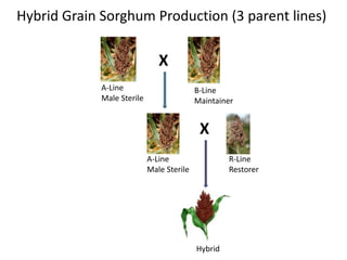 Hybrid Grain Sorghum Production (3 parent lines)
A-Line
Male Sterile
B-Line
Maintainer
X
A-Line
Male Sterile
X
R-Line
Restorer
Hybrid
 