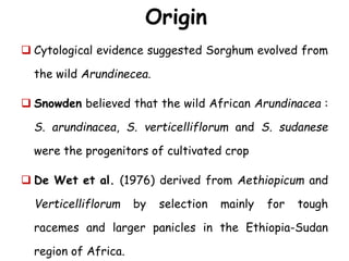  Cytological evidence suggested Sorghum evolved from
the wild Arundinecea.
 Snowden believed that the wild African Arundinacea :
S. arundinacea, S. verticelliflorum and S. sudanese
were the progenitors of cultivated crop
 De Wet et al. (1976) derived from Aethiopicum and
Verticelliflorum by selection mainly for tough
racemes and larger panicles in the Ethiopia-Sudan
region of Africa.
Origin
 