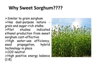 Similar to grain sorghum
Has dual-purpose nature -
grain and sugar-rich stalks
Pilot studies indicated
ethanol production from sweet
sorghum cost-effective
High water-use efficiency,
seed propagation, hybrid
technology in place
CO2 neutral
High positive energy balance
(1:8)
Why Sweet Sorghum????
 