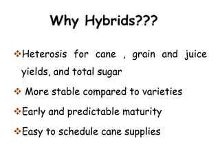 Why Hybrids???
Heterosis for cane , grain and juice
yields, and total sugar
 More stable compared to varieties
Early and predictable maturity
Easy to schedule cane supplies
 