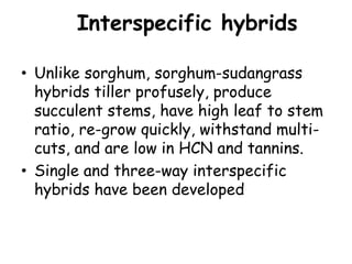 Interspecific hybrids
• Unlike sorghum, sorghum-sudangrass
hybrids tiller profusely, produce
succulent stems, have high leaf to stem
ratio, re-grow quickly, withstand multi-
cuts, and are low in HCN and tannins.
• Single and three-way interspecific
hybrids have been developed
 