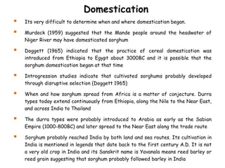  Its very difficult to determine when and where domestication began.
 Murdock (1959) suggested that the Mande people around the headwater of
Niger River may have domesticated sorghum
 Doggett (1965) indicated that the practice of cereal domestication was
introduced from Ethiopia to Egypt about 3000BC and it is possible that the
sorghum domestication began at that time
 Introgression studies indicate that cultivated sorghums probably developed
through disruptive selection (Doggett 1965)
 When and how sorghum spread from Africa is a matter of conjecture. Durra
types today extend continuously from Ethiopia, along the Nile to the Near East,
and across India to Thailand
 The durra types were probably introduced to Arabia as early as the Sabian
Empire (1000-800BC) and later spread to the Near East along the trade route
 Sorghum probably reached India by both land and sea routes. Its cultivation in
India is mentioned in legends that date back to the first century A.D. It is not
a very old crop in India and its Sanskrit name is Yavanala means reed barley or
reed grain suggesting that sorghum probably followed barley in India
Domestication
 