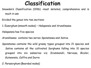 Classification
Snowden’s Classification (1936) –most detailed, comprehensive and is
much in use
Divided the genus into two sections:
1. Eusorghum (smooth nodes) – Halepansia and Arundinasea
Halepansia has five species
Arundinasea contains two series Sponstanea and Sativa.
Sponstanea contains the wild grassy types grouped into 21 species and
Sativa contains all the cultivated Sorghums falling into 31 species
grouped into six subseries viz; Drummondii, Nervosa, Bicolor,
Guineensia, Caffra and Durra
2. Parasorghum (Bearded nodes)
 