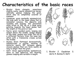 Characteristics of the basic races
• Bicolor: Grain elongate, sometimes
slightly ovate, nearly symmetrical dorso-
ventrally; glumes clasping the grain,
which may be completely covered or
exposed
• Caudatum: grain markedly asymmetrical,
the side next to the lower glume flat or
somewhat concave, the opposite side
rounded and bulging; the persistent
style often at the tip of a beak point
pointing towards the lower glume; half
the length of the grain or less
• Durra: grain rounded ovate, bulging and
widest above the middle, wedge shaped
at the base, glumes very wide; the tip of
a different texture from the base and
often with a transverse crease across
the middle
• Guinea: Grain flattened dorsoventrally,
sublenticular in outline, twisting at
maturity nearly 90⁰ between gaping
invoute glumes that are form nearly as
long to longer than the grain
• Kafir: Grain approximately symmetrical,
more or less spherical, not twisting,
glumes clasping and variable in length
1. Bicolor 2. Caudatum 3.
durra 4. Guinea 5. Kafir
 