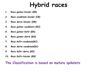 Hybrid races
1. Race guinea-bicolor (GB)
2. Race caudatum-bicolor (CB)
3. Race durra-bicolor (DB)
4. Race guinea-caudaturr,(GC)
5. Race guinea-kafir (GK)
6. Race guinea-durra (GD)
7. Race kafir-caudatum(KC)
8. Race durra-caudatum(DC)
9. Race kafir-durra (KD)
10. Race Kafir-bicolor (KB)
The Classification is based on mature spikelets
 