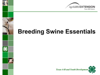 Breeding Swine Essentials Texas 4-H and Youth Development 