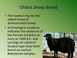 Oldest Sheep Breed
• The Karakul may be the
  oldest breed of
  domesticated sheep.
• Archeological evidence
  indicates the existence of
  the Persian lambskin as
  early as 1400 B.C. and
  carvings of a distinct
  Karakul type have been
  found on ancient
  Babylonian temples.
 