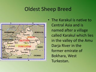 Oldest Sheep Breed
        • The Karakul is native to
          Central Asia and is
          named after a village
          called Karakul which lies
          in the valley of the Amu
          Darja River in the
          former emirate of
          Bokhara, West
          Turkestan.
 