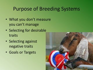 Purpose of Breeding Systems
• What you don’t measure
  you can’t manage
• Selecting for desirable
  traits
• Selecting against
  negative traits
• Goals or Targets
 