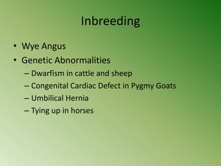Inbreeding
• Wye Angus
• Genetic Abnormalities
  – Dwarfism in cattle and sheep
  – Congenital Cardiac Defect in Pygmy Goats
  – Umbilical Hernia
  – Tying up in horses
 