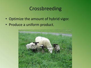 Crossbreeding
• Optimize the amount of hybrid vigor.
• Produce a uniform product.
 