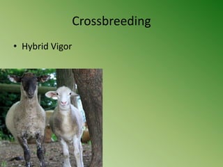 Crossbreeding
• Hybrid Vigor
 