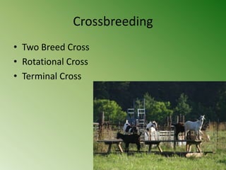 Crossbreeding
• Two Breed Cross
• Rotational Cross
• Terminal Cross
 