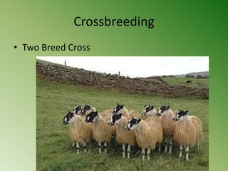 Crossbreeding
• Two Breed Cross
 