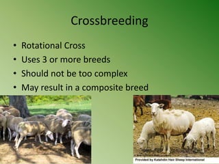 Crossbreeding
•   Rotational Cross
•   Uses 3 or more breeds
•   Should not be too complex
•   May result in a composite breed
 