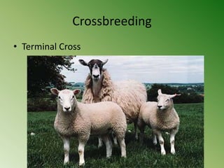 Crossbreeding
• Terminal Cross
 