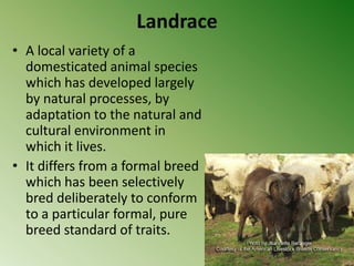 Landrace
• A local variety of a
  domesticated animal species
  which has developed largely
  by natural processes, by
  adaptation to the natural and
  cultural environment in
  which it lives.
• It differs from a formal breed
  which has been selectively
  bred deliberately to conform
  to a particular formal, pure
  breed standard of traits.
 