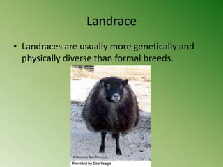 Landrace
• Landraces are usually more genetically and
  physically diverse than formal breeds.
 