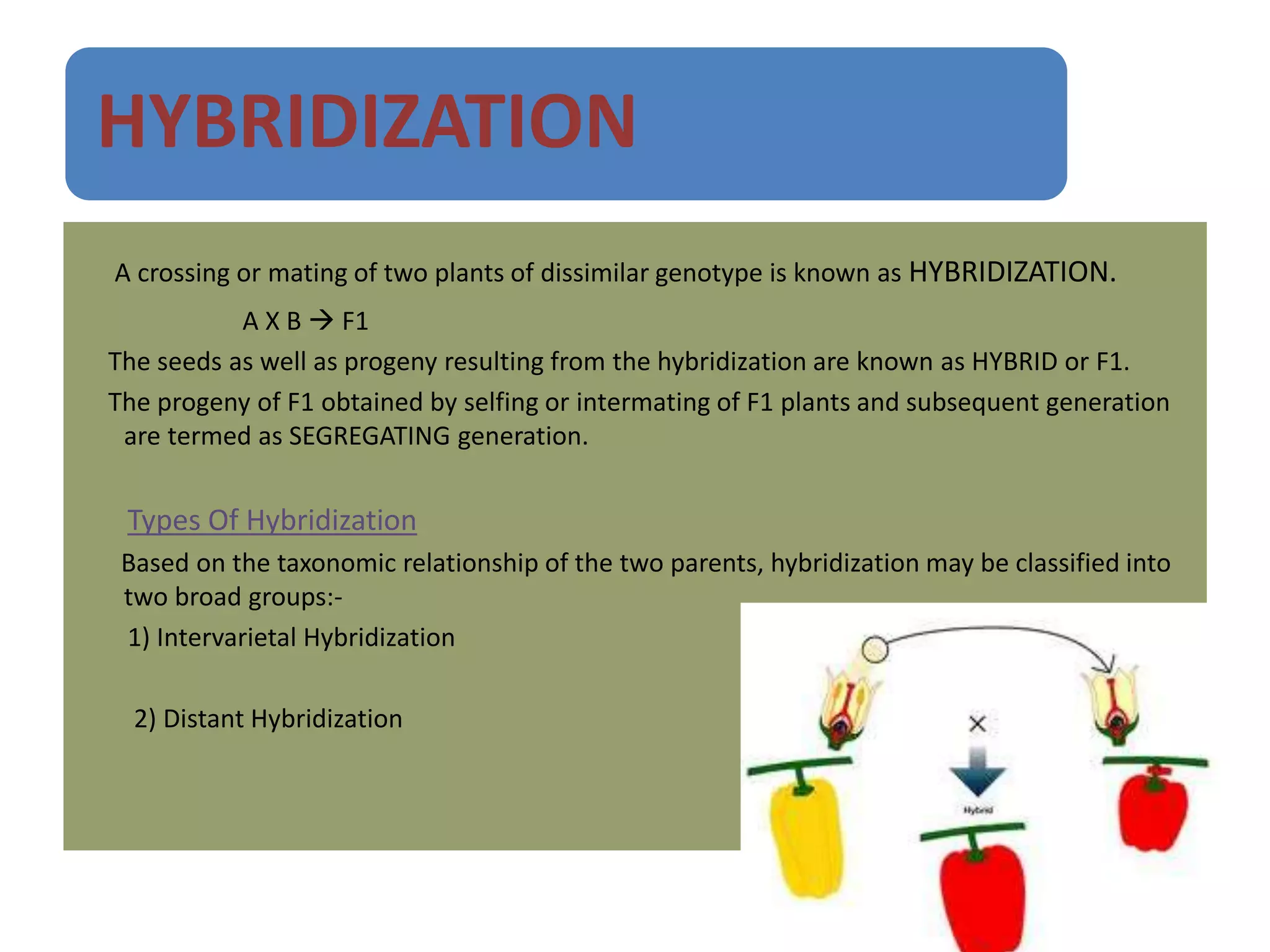HYBRIDIZATION
A crossing or mating of two plants of dissimilar genotype is known as HYBRIDIZATION.
A X B  F1
The seeds as well as progeny resulting from the hybridization are known as HYBRID or F1.
The progeny of F1 obtained by selfing or intermating of F1 plants and subsequent generation
are termed as SEGREGATING generation.
Types Of Hybridization
Based on the taxonomic relationship of the two parents, hybridization may be classified into
two broad groups:-
1) Intervarietal Hybridization
2) Distant Hybridization
 