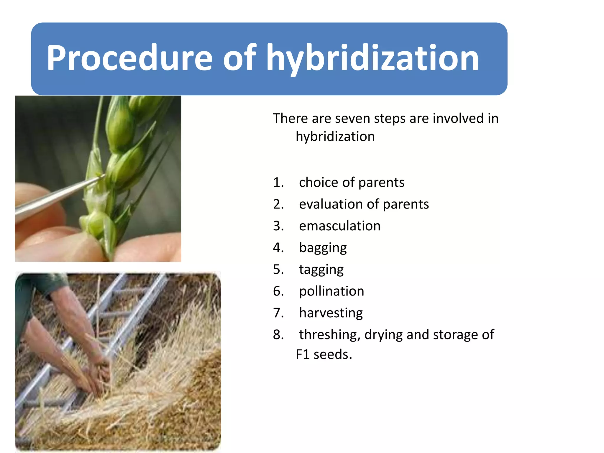 Procedure of hybridization
There are seven steps are involved in
hybridization
1. choice of parents
2. evaluation of parents
3. emasculation
4. bagging
5. tagging
6. pollination
7. harvesting
8. threshing, drying and storage of
F1 seeds.
 