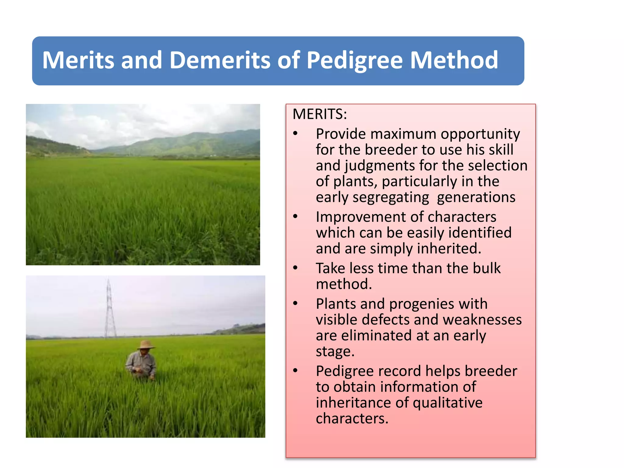 Merits and Demerits of Pedigree Method
MERITS:
• Provide maximum opportunity
for the breeder to use his skill
and judgments for the selection
of plants, particularly in the
early segregating generations
• Improvement of characters
which can be easily identified
and are simply inherited.
• Take less time than the bulk
method.
• Plants and progenies with
visible defects and weaknesses
are eliminated at an early
stage.
• Pedigree record helps breeder
to obtain information of
inheritance of qualitative
characters.
 
