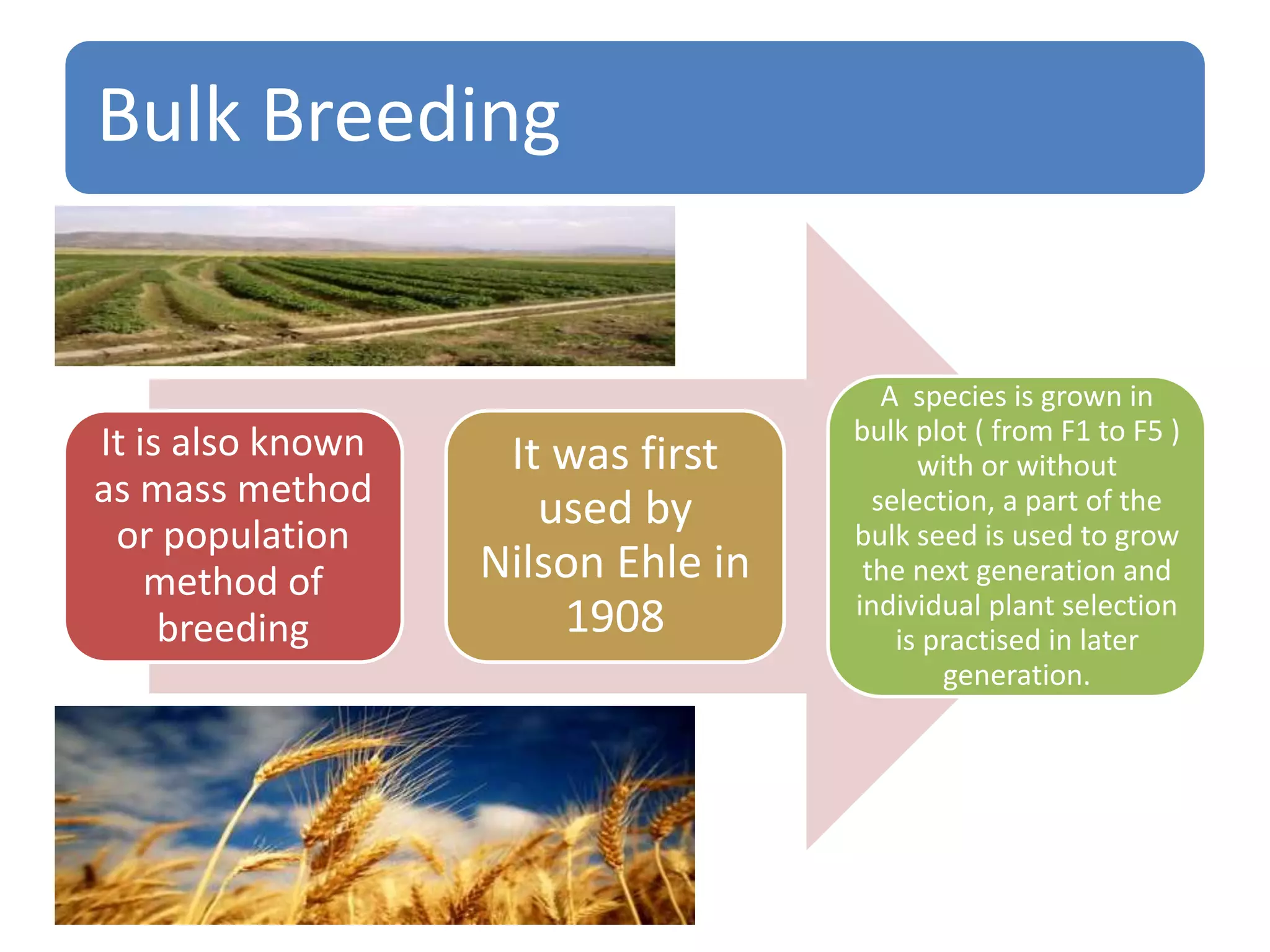 Bulk Breeding
It is also known
as mass method
or population
method of
breeding
It was first
used by
Nilson Ehle in
1908
A species is grown in
bulk plot ( from F1 to F5 )
with or without
selection, a part of the
bulk seed is used to grow
the next generation and
individual plant selection
is practised in later
generation.
 