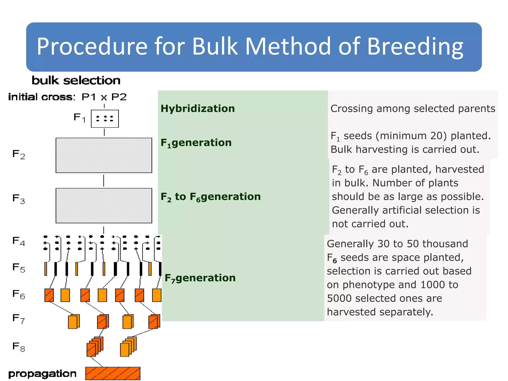 Procedure for Bulk Method of Breeding
Hybridization Crossing among selected parents
F1generation
F1 seeds (minimum 20) planted.
Bulk harvesting is carried out.
F2 to F6generation
F2 to F6 are planted, harvested
in bulk. Number of plants
should be as large as possible.
Generally artificial selection is
not carried out.
F7generation
Generally 30 to 50 thousand
F6 seeds are space planted,
selection is carried out based
on phenotype and 1000 to
5000 selected ones are
harvested separately.
 