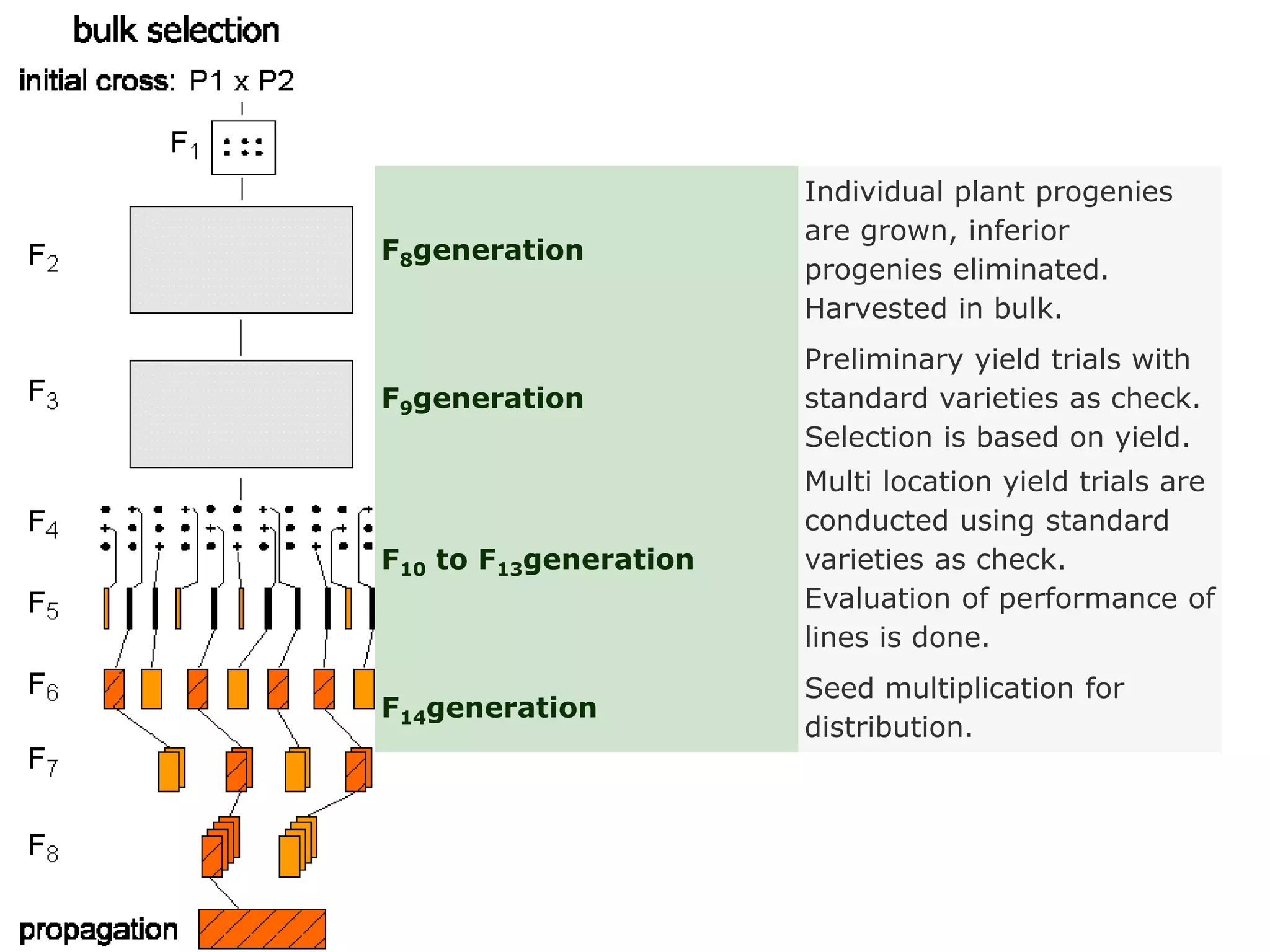 F8generation
Individual plant progenies
are grown, inferior
progenies eliminated.
Harvested in bulk.
F9generation
Preliminary yield trials with
standard varieties as check.
Selection is based on yield.
F10 to F13generation
Multi location yield trials are
conducted using standard
varieties as check.
Evaluation of performance of
lines is done.
F14generation
Seed multiplication for
distribution.
 