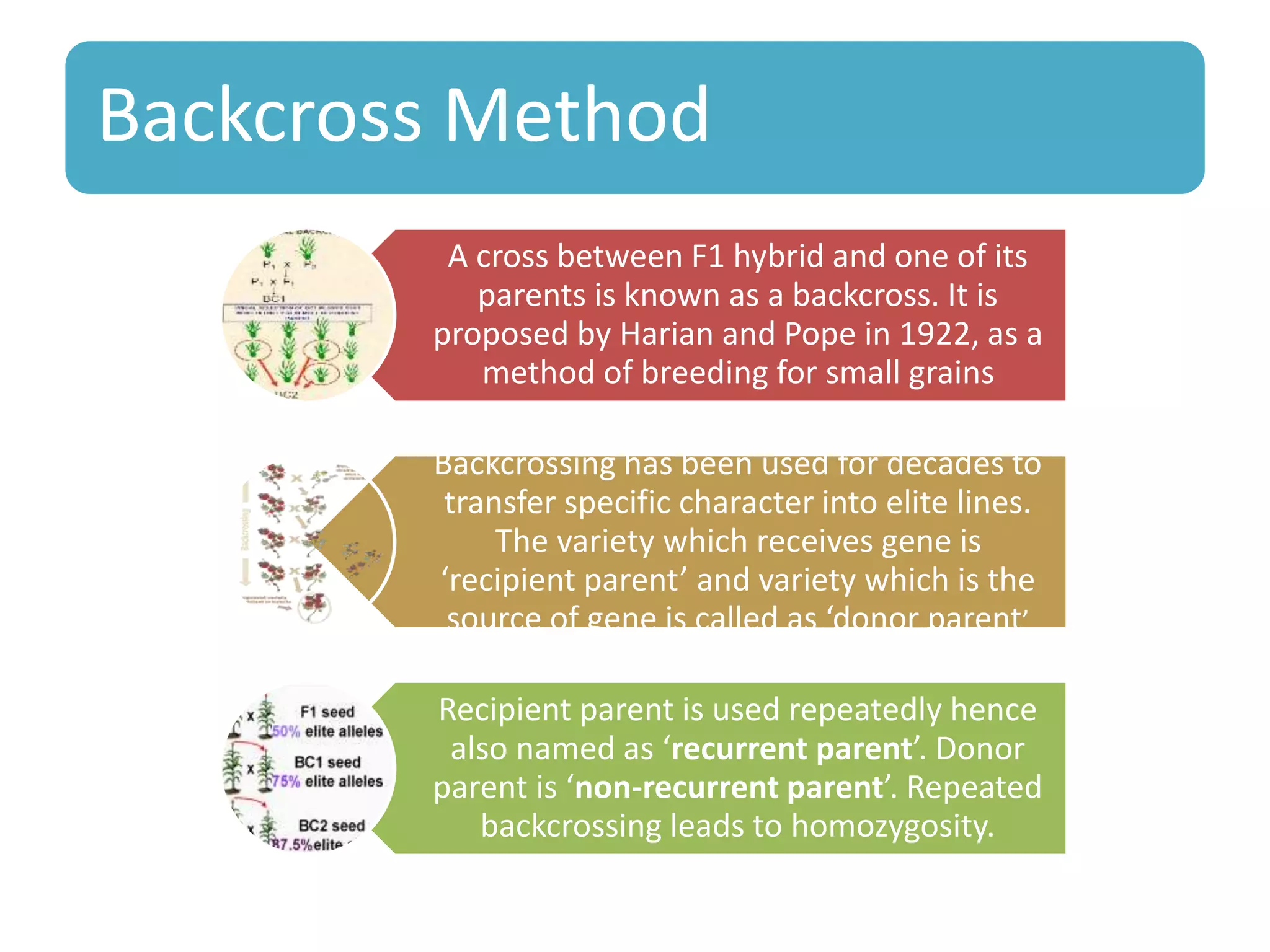 Backcross Method
A cross between F1 hybrid and one of its
parents is known as a backcross. It is
proposed by Harian and Pope in 1922, as a
method of breeding for small grains
Backcrossing has been used for decades to
transfer specific character into elite lines.
The variety which receives gene is
‘recipient parent’ and variety which is the
source of gene is called as ‘donor parent’
Recipient parent is used repeatedly hence
also named as ‘recurrent parent’. Donor
parent is ‘non-recurrent parent’. Repeated
backcrossing leads to homozygosity.
 