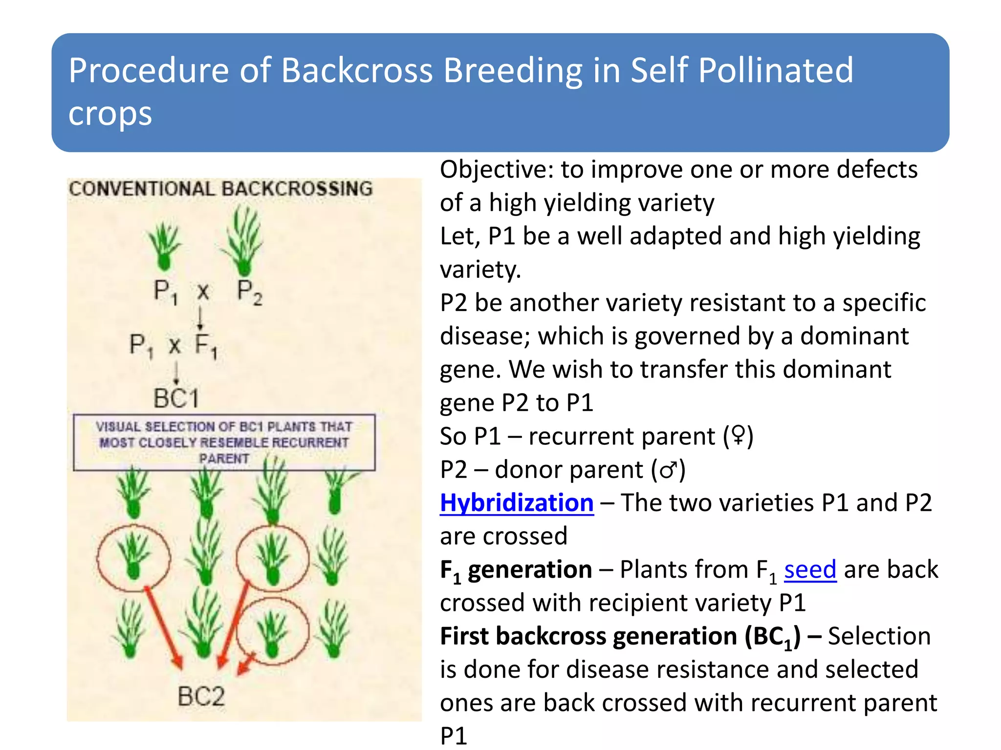 Procedure of Backcross Breeding in Self Pollinated
crops
Objective: to improve one or more defects
of a high yielding variety
Let, P1 be a well adapted and high yielding
variety.
P2 be another variety resistant to a specific
disease; which is governed by a dominant
gene. We wish to transfer this dominant
gene P2 to P1
So P1 – recurrent parent (♀)
P2 – donor parent (♂)
Hybridization – The two varieties P1 and P2
are crossed
F1 generation – Plants from F1 seed are back
crossed with recipient variety P1
First backcross generation (BC1) – Selection
is done for disease resistance and selected
ones are back crossed with recurrent parent
P1
 
