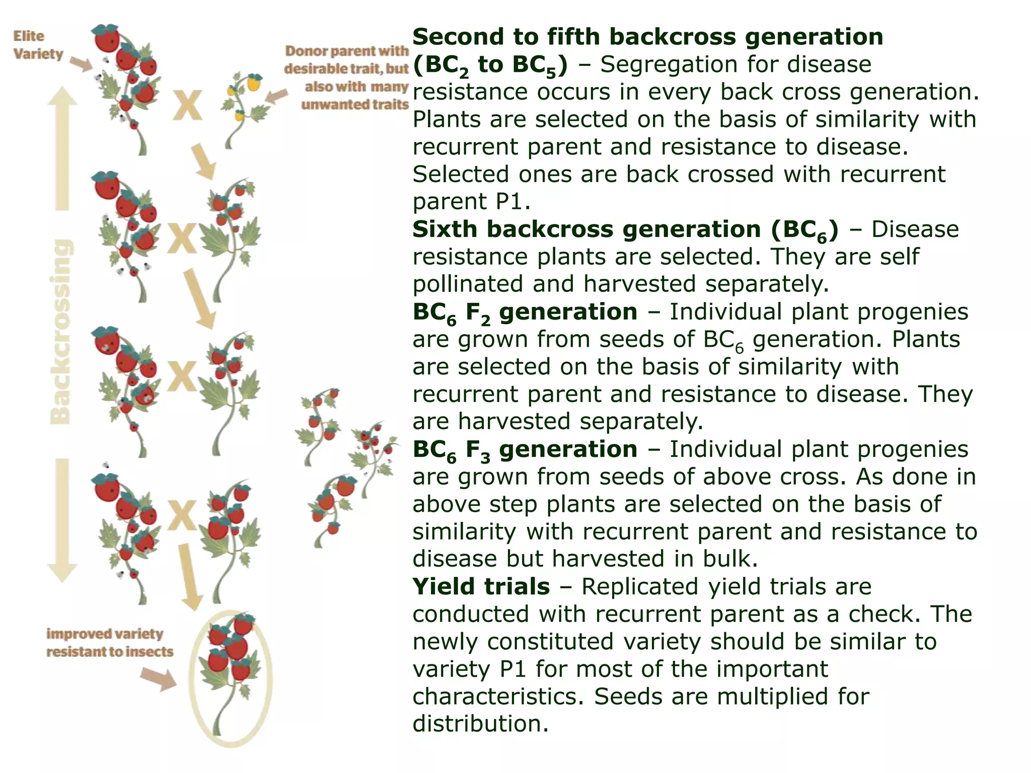 Second to fifth backcross generation
(BC2 to BC5) – Segregation for disease
resistance occurs in every back cross generation.
Plants are selected on the basis of similarity with
recurrent parent and resistance to disease.
Selected ones are back crossed with recurrent
parent P1.
Sixth backcross generation (BC6) – Disease
resistance plants are selected. They are self
pollinated and harvested separately.
BC6 F2 generation – Individual plant progenies
are grown from seeds of BC6 generation. Plants
are selected on the basis of similarity with
recurrent parent and resistance to disease. They
are harvested separately.
BC6 F3 generation – Individual plant progenies
are grown from seeds of above cross. As done in
above step plants are selected on the basis of
similarity with recurrent parent and resistance to
disease but harvested in bulk.
Yield trials – Replicated yield trials are
conducted with recurrent parent as a check. The
newly constituted variety should be similar to
variety P1 for most of the important
characteristics. Seeds are multiplied for
distribution.
 