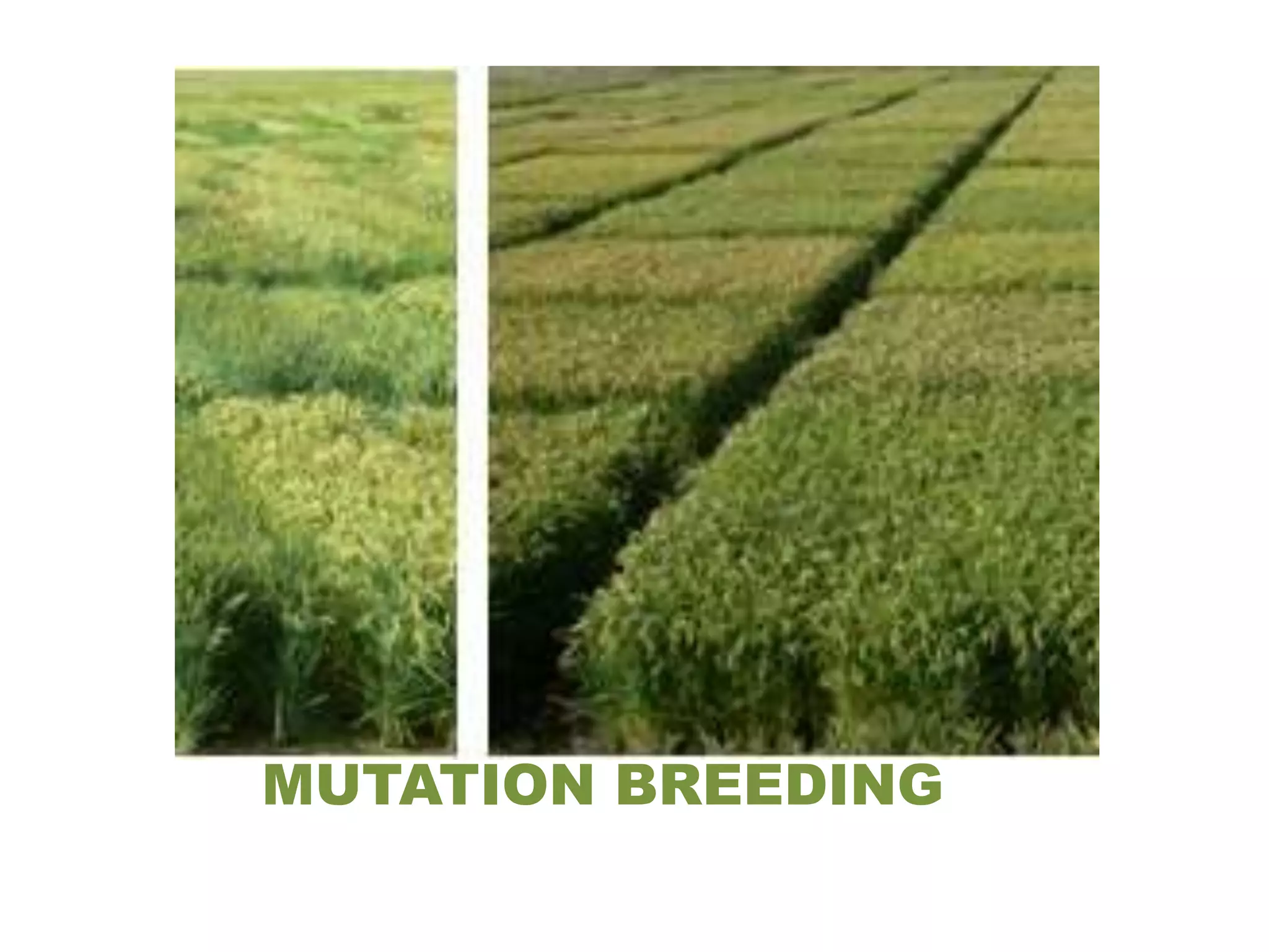 MUTATION BREEDING
 