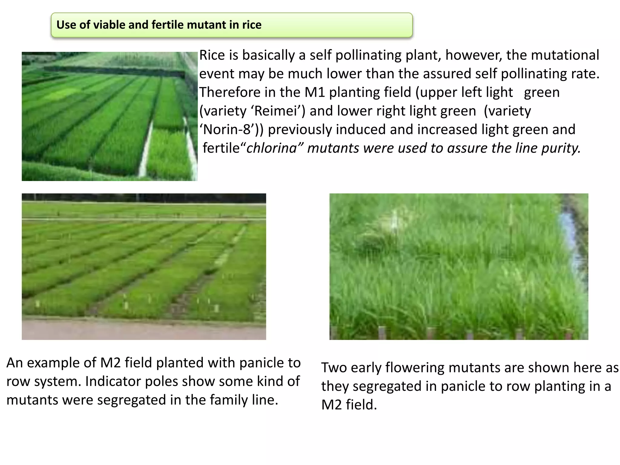 Use of viable and fertile mutant in rice
Rice is basically a self pollinating plant, however, the mutational
event may be much lower than the assured self pollinating rate.
Therefore in the M1 planting field (upper left light green
(variety ‘Reimei’) and lower right light green (variety
‘Norin-8’)) previously induced and increased light green and
fertile“chlorina” mutants were used to assure the line purity.
An example of M2 field planted with panicle to
row system. Indicator poles show some kind of
mutants were segregated in the family line.
Two early flowering mutants are shown here as
they segregated in panicle to row planting in a
M2 field.
 