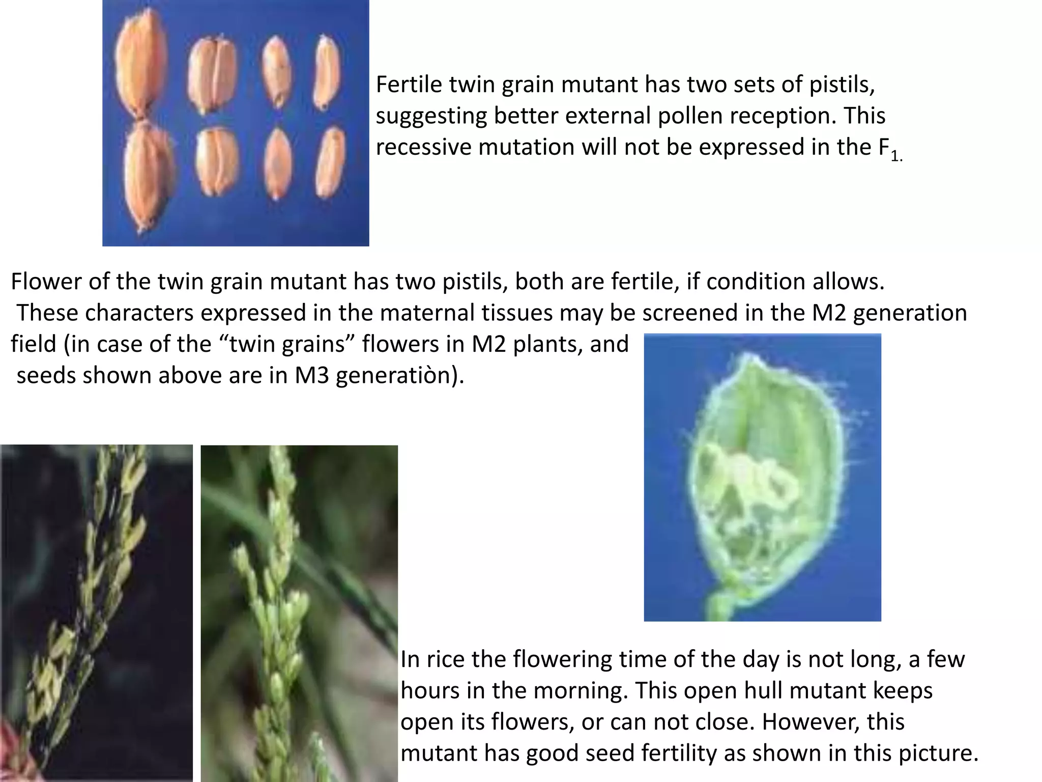 Fertile twin grain mutant has two sets of pistils,
suggesting better external pollen reception. This
recessive mutation will not be expressed in the F1.
Flower of the twin grain mutant has two pistils, both are fertile, if condition allows.
These characters expressed in the maternal tissues may be screened in the M2 generation
field (in case of the “twin grains” flowers in M2 plants, and
seeds shown above are in M3 generatiòn).
In rice the flowering time of the day is not long, a few
hours in the morning. This open hull mutant keeps
open its flowers, or can not close. However, this
mutant has good seed fertility as shown in this picture.
 
