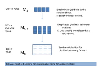 Multiplication Breeding Breeding techniques in self pollinated crops presentation | PPTX